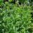 Mentha spic. 'Marocco'