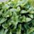 Melissa officinalis