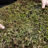 Mobiroof (sedummix) per m²