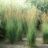 Molinia caer. 'Moorhexe'