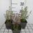 Nepeta faas. 'Junior Walker'®