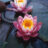 Nymphaea 'Fabiola'