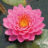 Nymphaea 'Fire Opal'
