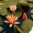Nymphaea 'Sioux'