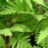 Onoclea sensibilis