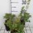 Origanum vulg. 'Hot & Spicy'
