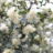 Osmanthus burkwoodii