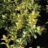 Osmanthus het. 'Goshiki' (='tricolor')