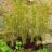 Osmunda regalis