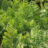 Osmunda regalis