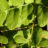 Osmunda reg. 'Purpurascens'