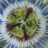 Passiflora caerulea