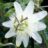 Passiflora caer. 'Constance Elliot'