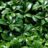 Pachysandra term. 'Green Carpet'