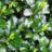 Pachysandra term. 'Green Sheen'