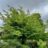 Parrotia persica