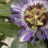 Passiflora hybr. 'Purple Haze'