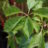 Parthenocissus quinquefolia