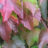 Parthenocissus tr. 'Veitchii'