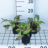 Persicaria ampl. 'Alba Junior'