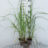 Pennisetum alop. 'Black Beauty'