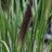 Pennisetum alop. 'Black Beauty'