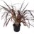 Pennisetum adv. 'Rubrum'