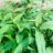 Persicaria odoratum (=vietnamese koriander)