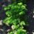 Petroselinum crispum