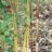 Phyllostachys aureos. 'Aureocaulis'