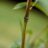 Phyllostachys aureos. 'Spectabilis'