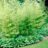 Phyllostachys aurea