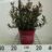 Photinia fras. 'Chico'®