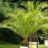 Phoenix canariensis