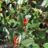 Photinia fras. 'Little Red Robin'