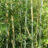 Phyllostachys bissetii