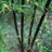 Phyllostachys nigra