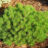 Pinus mugo 'Mops'