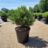 Pinus mugo 'Winter Gold'