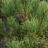 Pinus mugo 'Winter Gold'