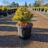 Pinus mugo 'Winter Gold'