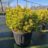 Pinus mugo 'Winter Gold'