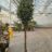 Picea pungens 'Iseli Fastigiate'
