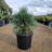 Pinus schwerinii 'Wiethorst'