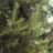 Pinus sylvestris