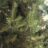 Pinus sylvestris