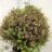 Pittosporum ten. 'Tom Thumb'