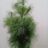Pinus wallichiana (=excelsa/griffithii)