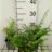 Polystichum acrostichoides