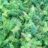 Polystichum braunii